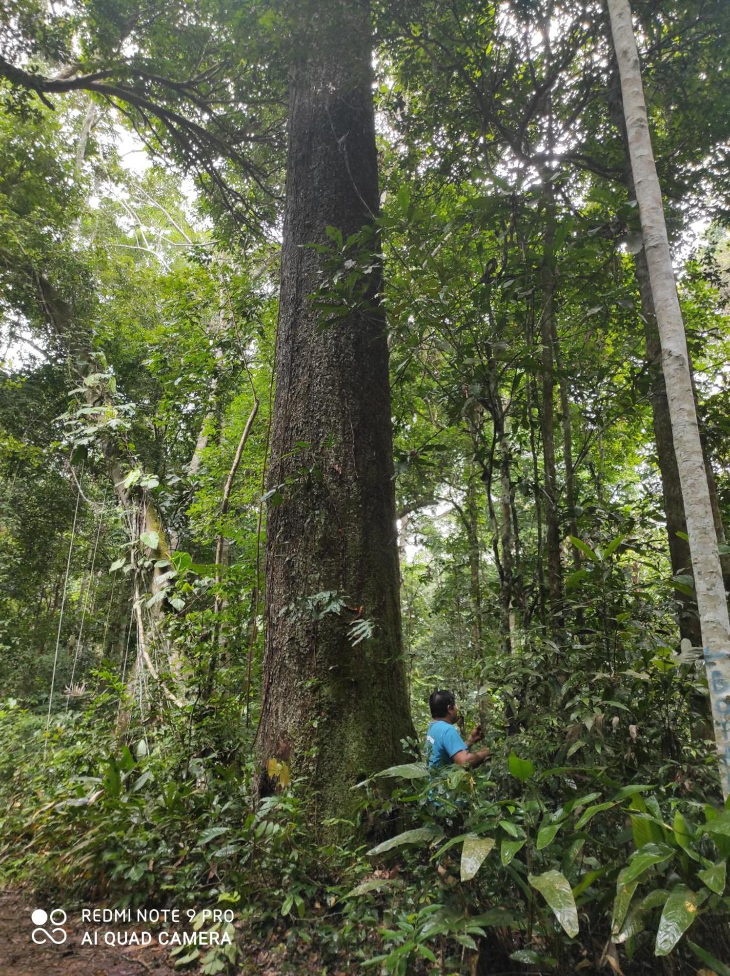 Castana Amazon Park Hostel Puerto Maldonado Luaran gambar